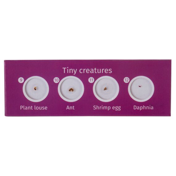 Набор микропрепаратов Levenhuk LabZZ C12, существа, фото , изображение 3