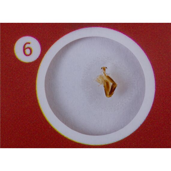 Набор микропрепаратов Levenhuk LabZZ C12, существа, фото , изображение 4