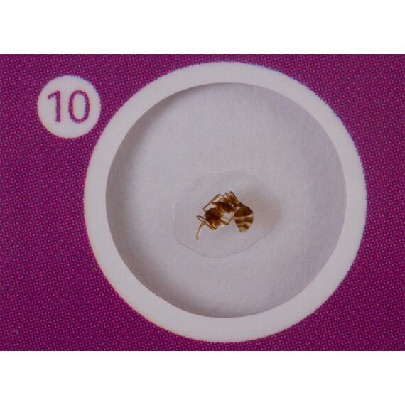 Набор микропрепаратов Levenhuk LabZZ C12, существа, фото , изображение 5