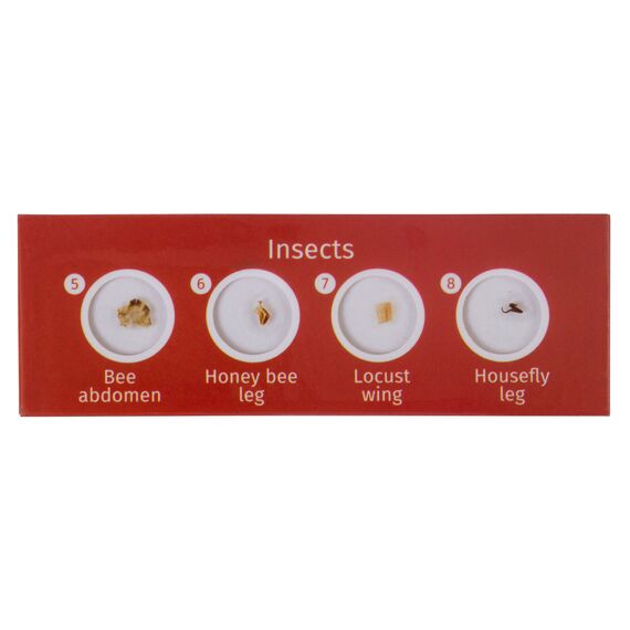 Набор микропрепаратов Levenhuk LabZZ CP24, существа и растения, фото , изображение 2