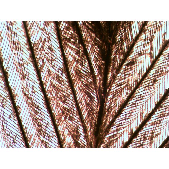 Набор готовых микропрепаратов Levenhuk N10 NG, фото , изображение 9