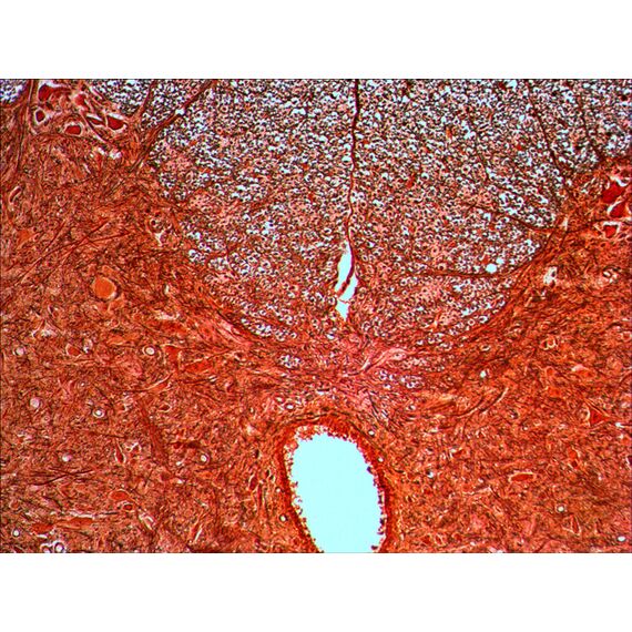 Набор готовых микропрепаратов Levenhuk N20 NG, фото , изображение 3