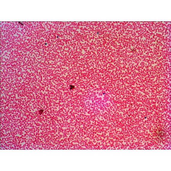 Набор готовых микропрепаратов Levenhuk N38 NG, фото , изображение 5