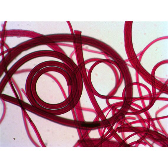 Набор готовых микропрепаратов Levenhuk N10 NG, фото , изображение 10