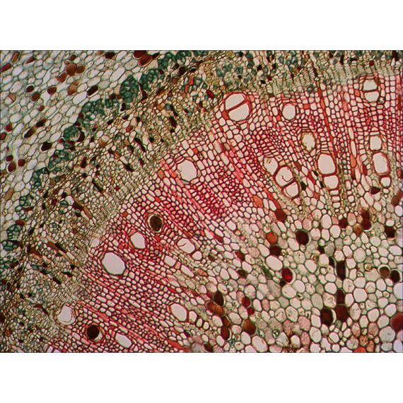 Набор готовых микропрепаратов Levenhuk N18 NG, фото , изображение 6