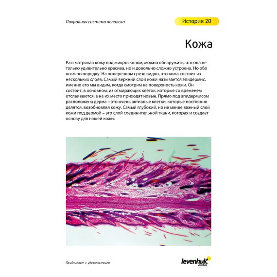 Набор микропрепаратов Levenhuk N80 NG «Увидеть все!», фото , изображение 23