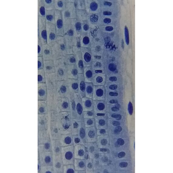 Микроскоп Bresser Erudit Basic 40–400x, фото , изображение 18