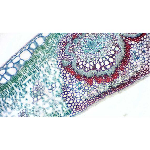 Камера цифровая окулярная Bresser MikrOkular Full HD, фото , изображение 7