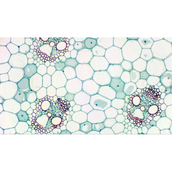 Камера цифровая окулярная Bresser MikrOkular Full HD, фото , изображение 8