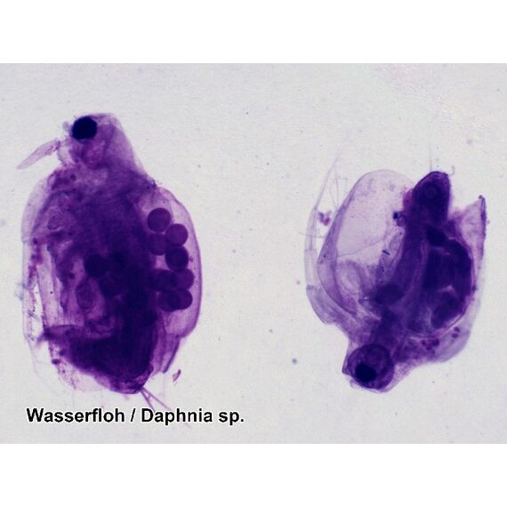 Набор микропрепаратов Bresser 50 шт., в кейсе, фото , изображение 10